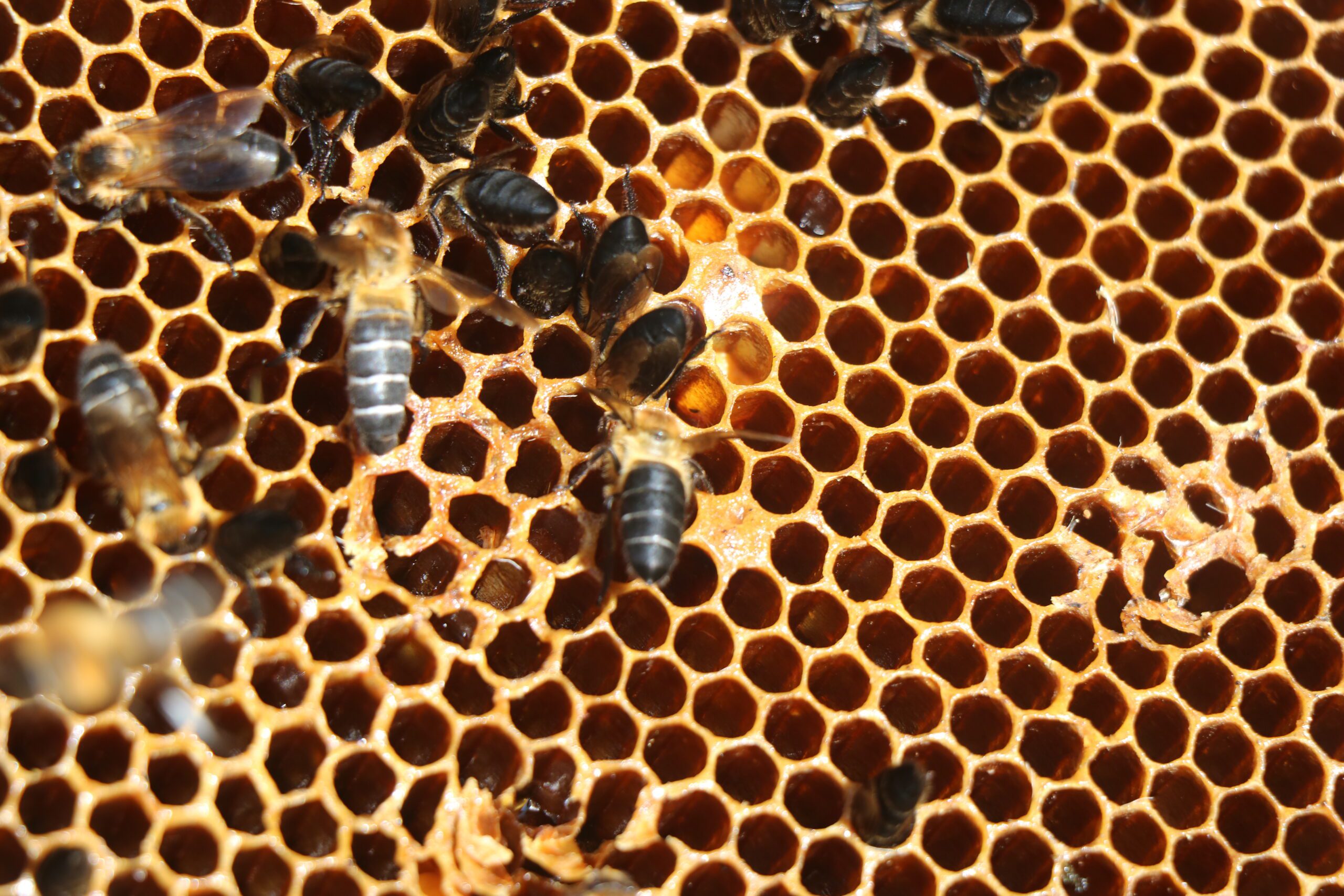 マッドハニー MAD HONEY 蜂蜜 本場の最高級 悟空の気持ち 本場ネパール マッドハニー MAD HONEY 蜂蜜 本場の最高級 悟空の気持ち 本場